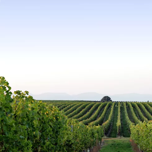 Blick über die Weinberge bis zum Pfälzerwald