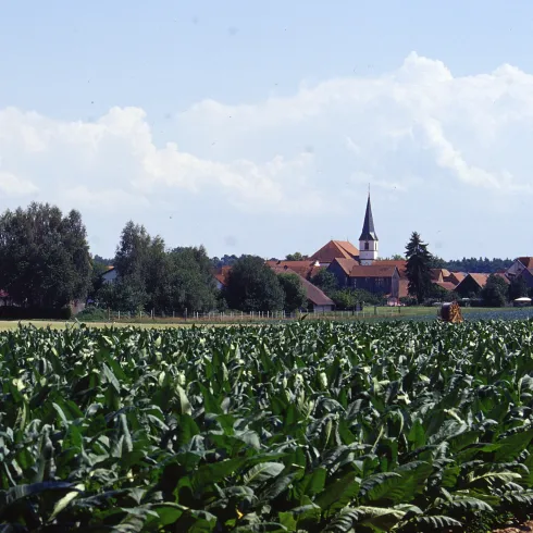 Hatzenbühl