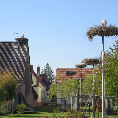 Storchenhorste in Knittelsheim