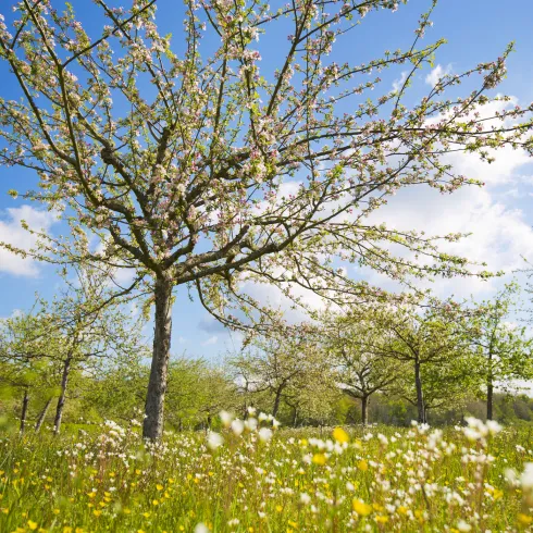 Wiese mit blühenden Streuobstbäumen 