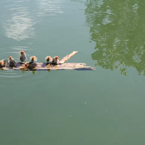 Entenfamilie am Altrheinarm