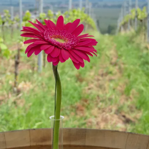 Stilleben - rote Gerbera