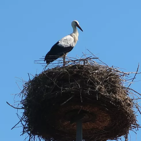 Storch im Nest