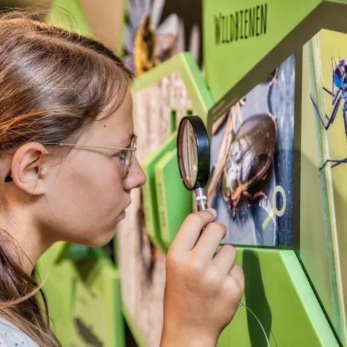 Mädchen betrachtet das Foto eines Insektes durch eine Lupe